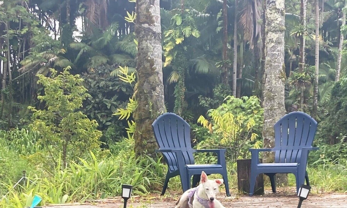 Hawaiian Acres House | A Rainforest Retreat 20 minutes to Hilo and Volcano National Park