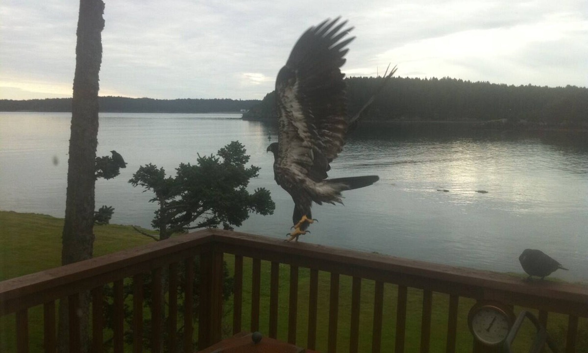 Kodiak Apartment | Kodiak Awesome View Vacation Rentals: The Captains Quarters