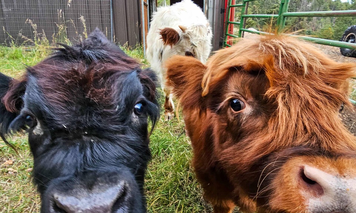 Richmond Hill Corridor Other | Mini Moo Mountain Retreat – Stay with the Minis!