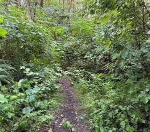 Tent Site Forks 