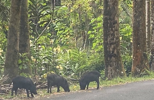 Hawaiian Acres House | A Rainforest Retreat 20 minutes to Hilo and Volcano National Park