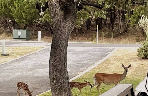 Point Venture House | Austin area Cozy Room off Lake Travis with full amenities, deer and wildlife!