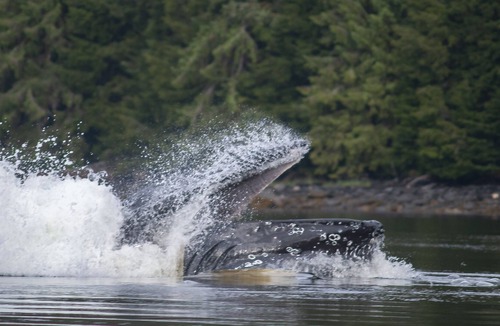 Loring House | Beautiful remote southeast Alaska water front home, far from the crowds.
