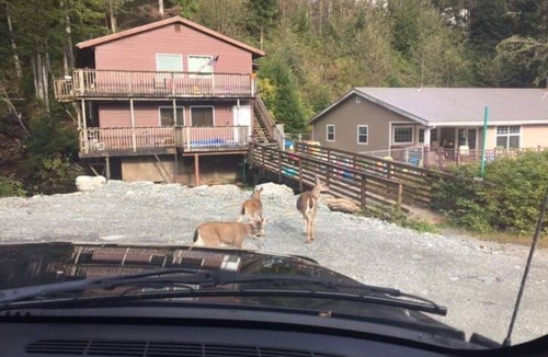 Ketchikan House | Bottom floor unit centrally located in downtown Ketchikan! [Ask for Rental Car]