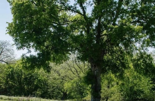 San Saba Hotel | Burnham's Lodging