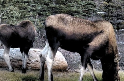 Healy Cabin | Denali Wildlife Wolf Cabin Luxury with a touch of Rustic.