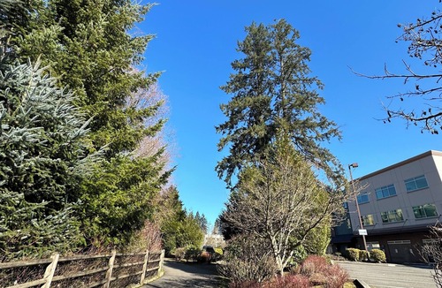 Mill Creek House | Live in the heart of Mill Creek Town Center!