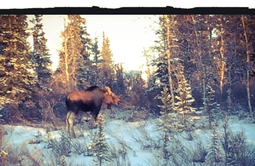 Healy Cottage | Stampede Cottage - Comfortable accomodations in the heart of Alaska