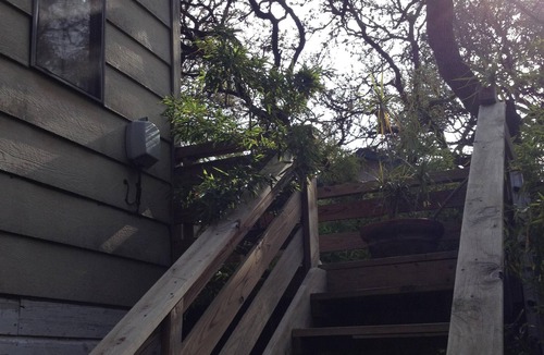 Bouldin Apartment | Treehouse, walk to downtown, SoCo, ACL, SxSW. 2nd story apt. Amongst the oaks.