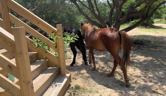 Sandy Adventures! Third row from the ocean! Wild Horses roam the area- Carova