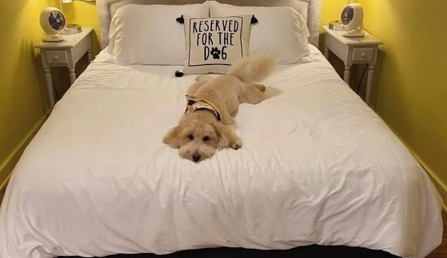 The Lemon Drop. 💛A Pup’s Dream Vacay!