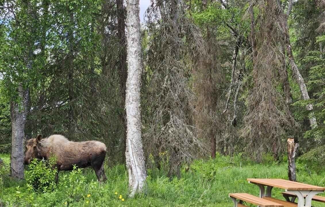 Photo of Outdoor in Nikiski