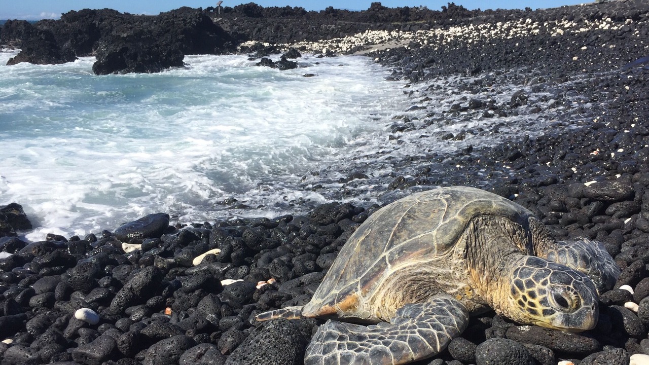 Photo of Others in Waikoloa Village