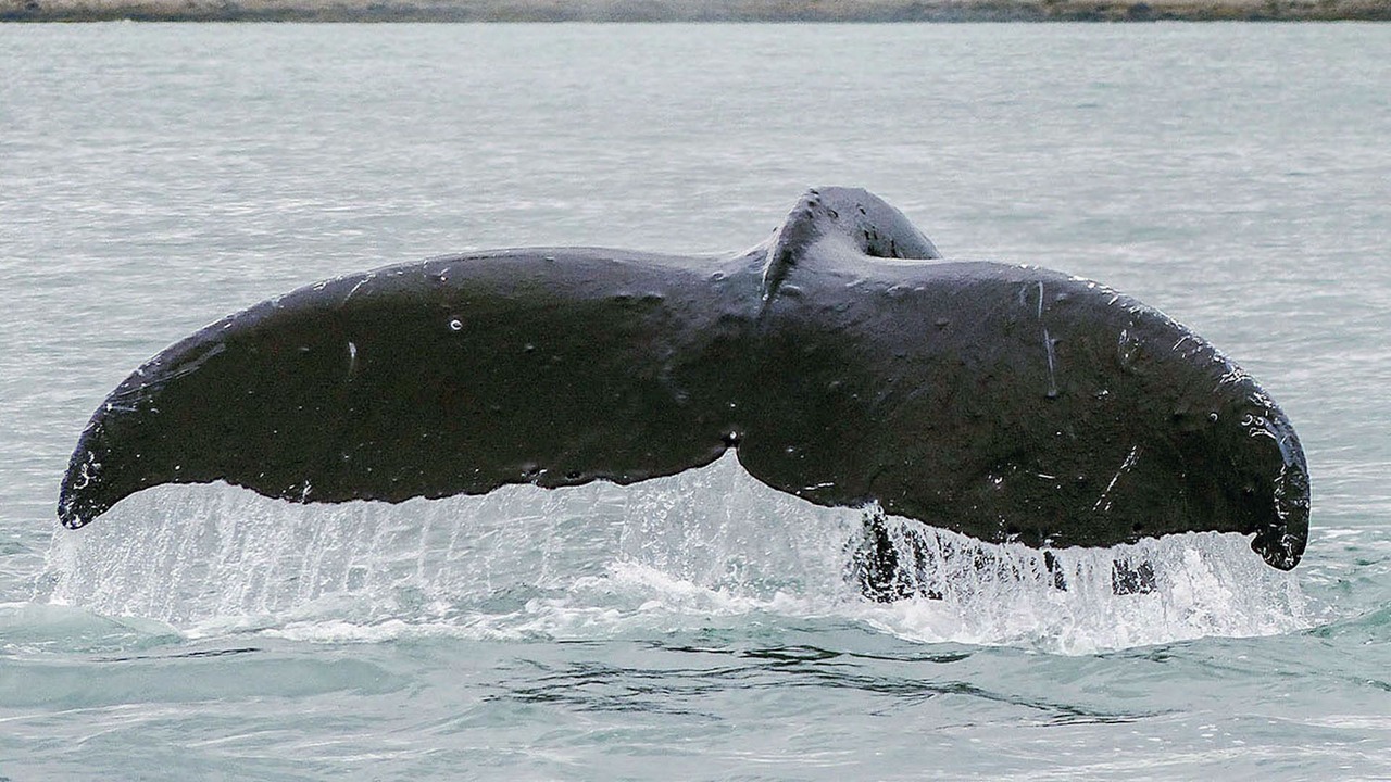 Photo of Others in Mendenhaven