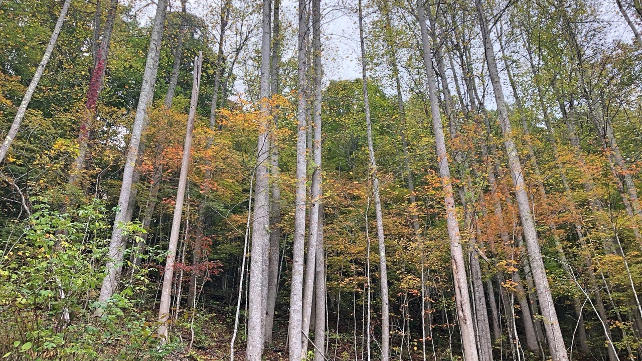 Photo of Outdoor in Roan Mountain