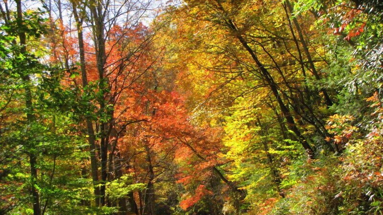 Photo of Outdoor in Candler