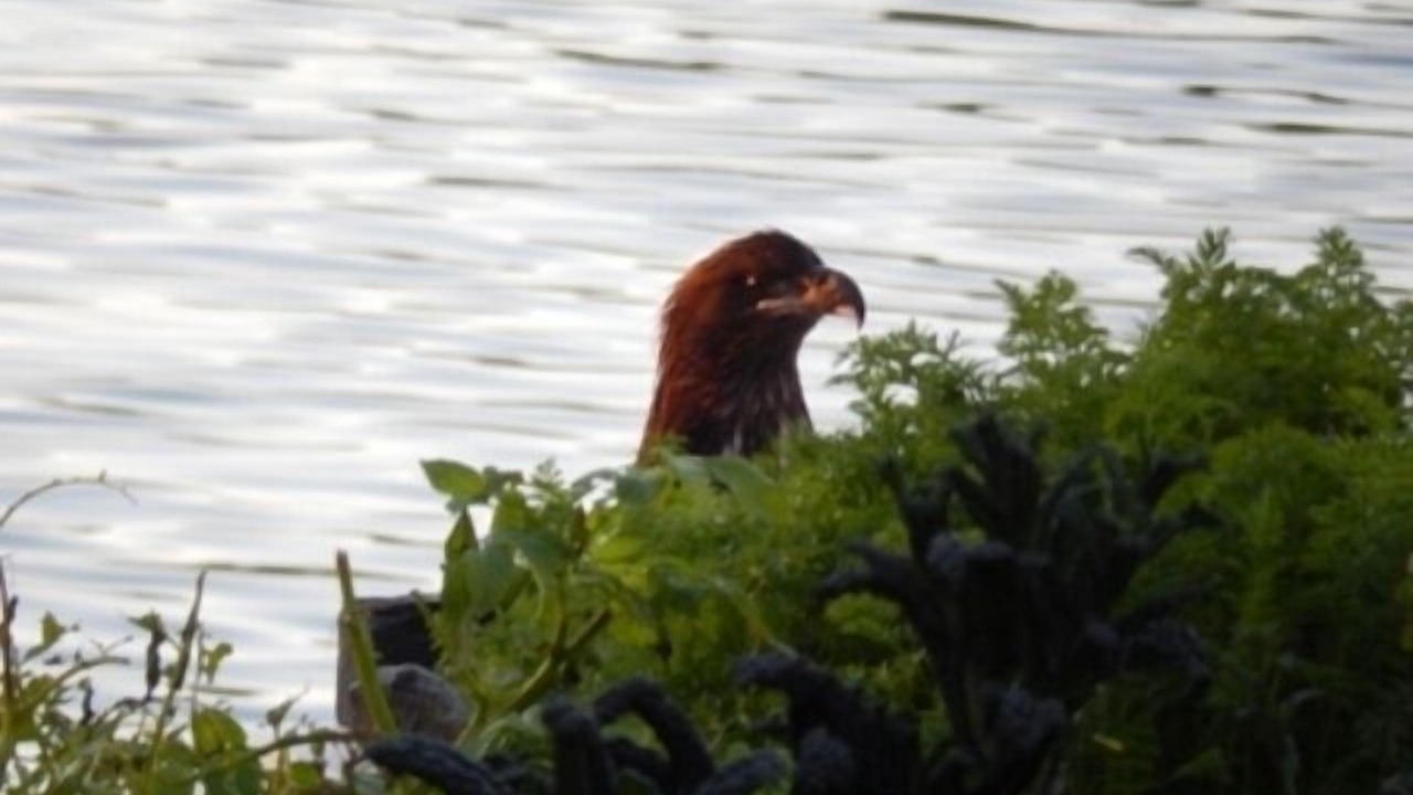 Photo of Others in Kodiak