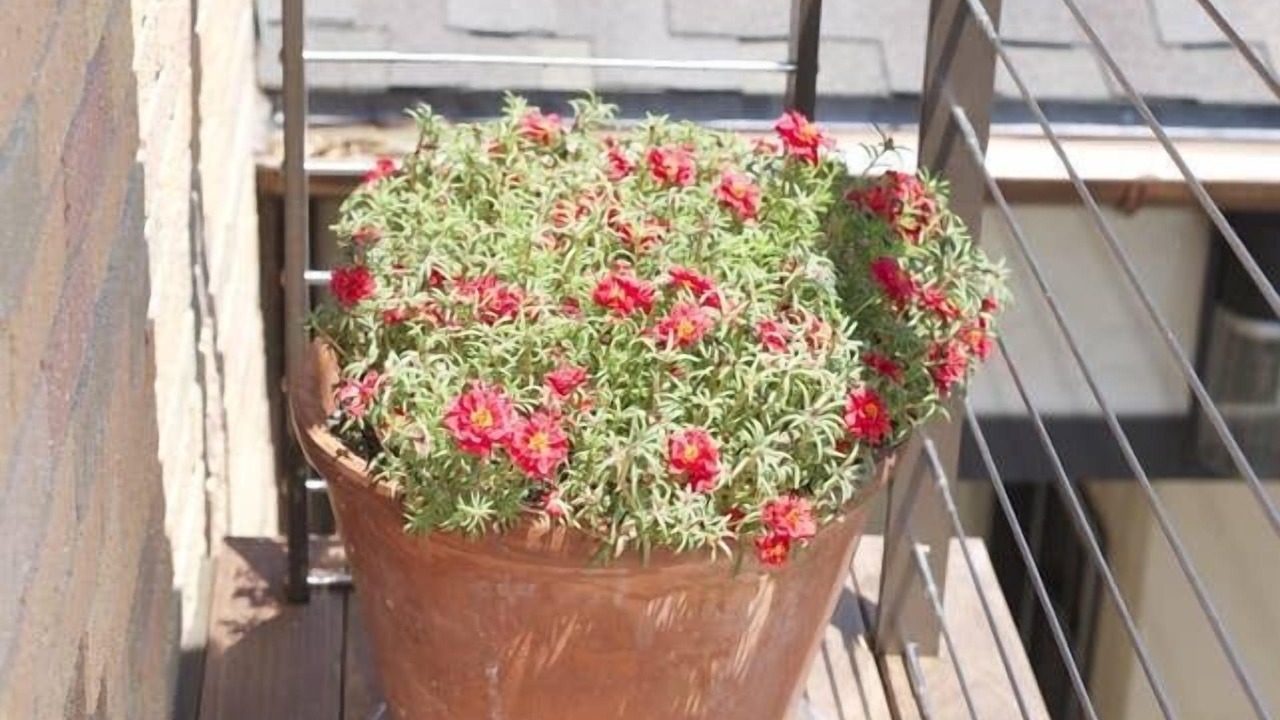 Photo of Patio Balcony in Pemberton Heights