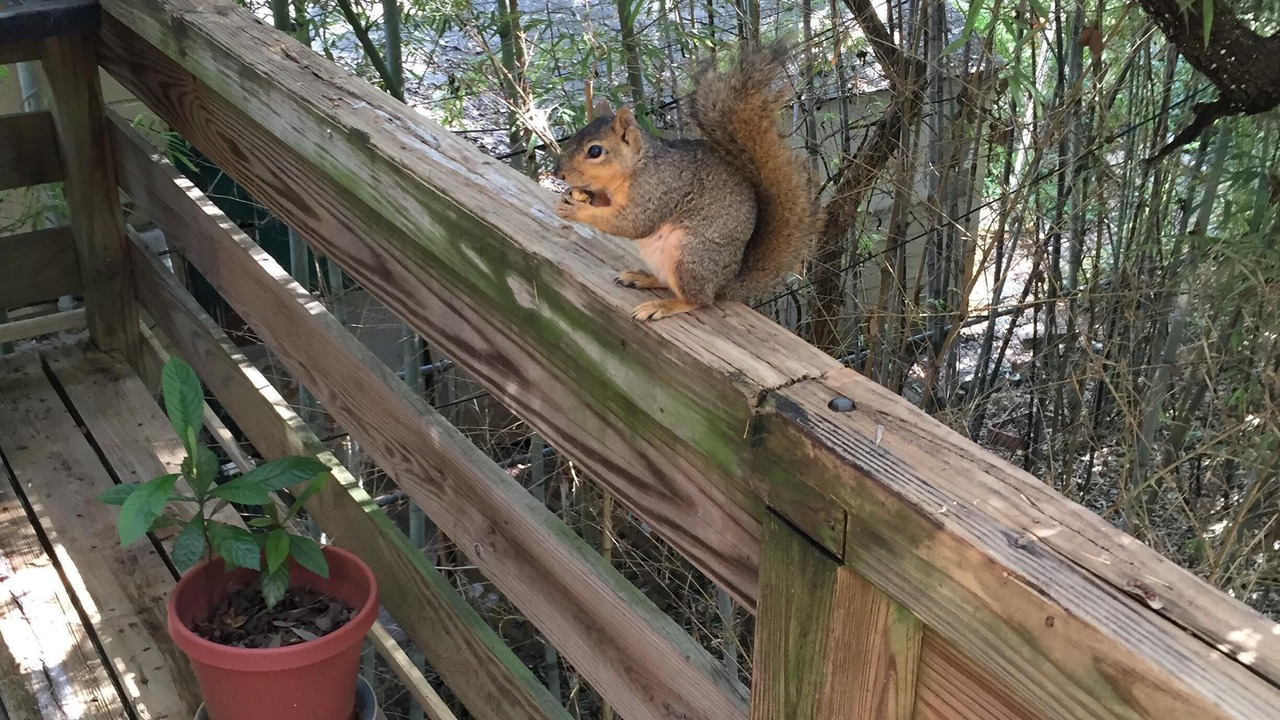 Photo of Outdoor in Bouldin