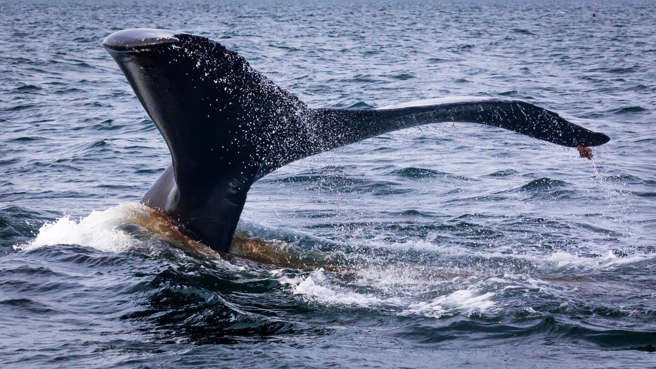 Photo of Others in Kodiak