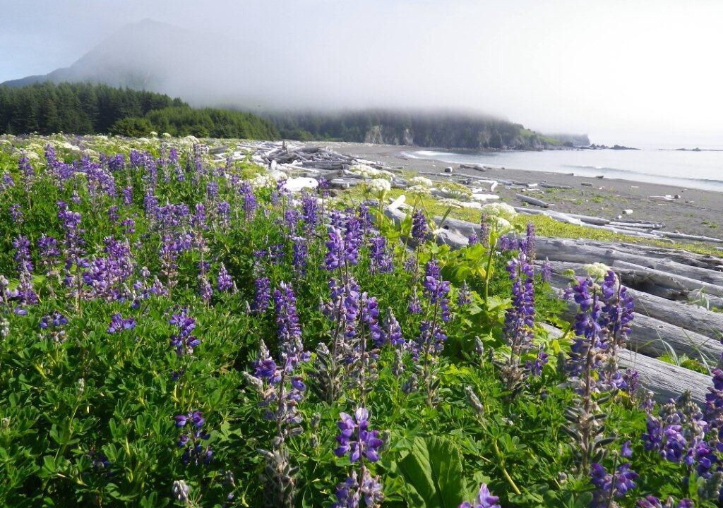 Photo of Others in Kodiak