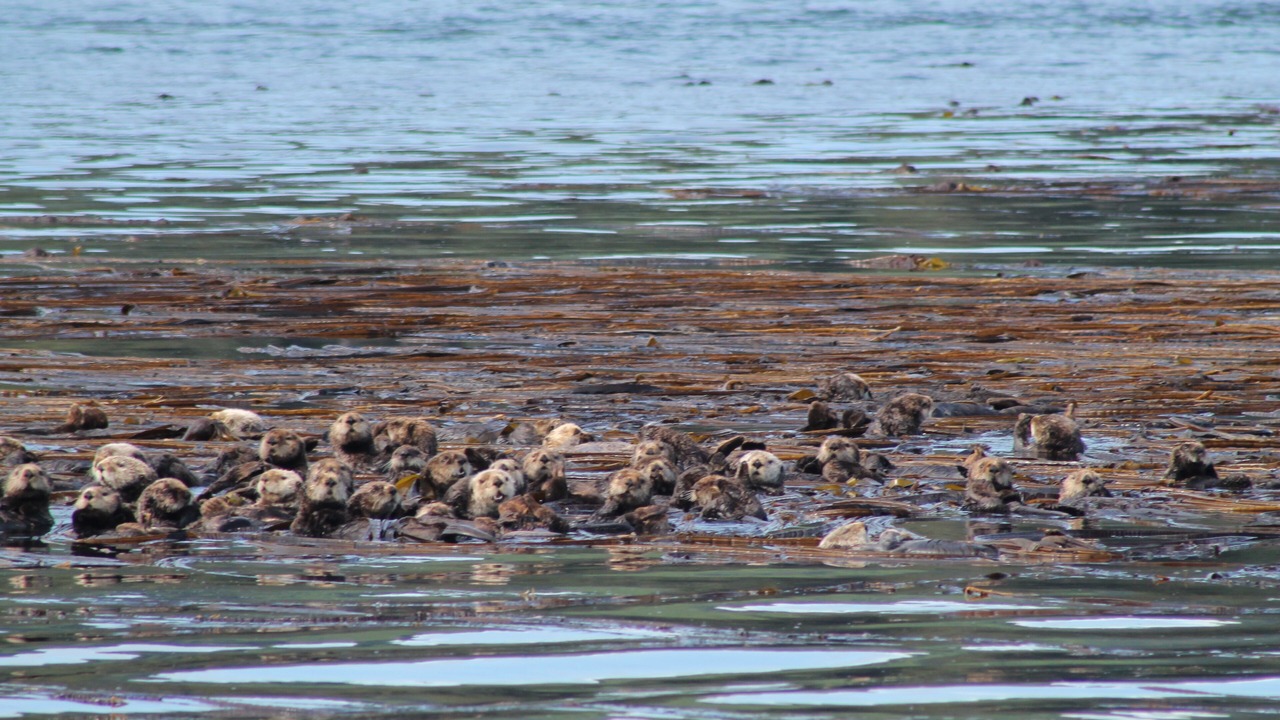 Photo of Others in Port Lions