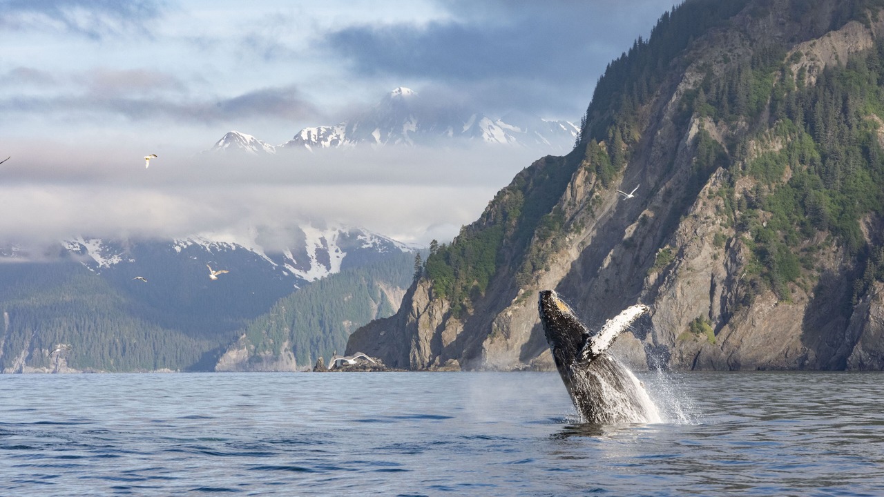 Photo of Others in Seward