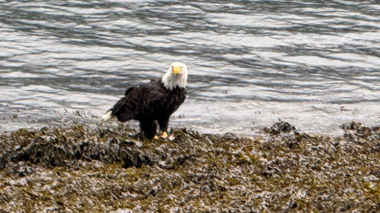 Photo of Others in West Juneau