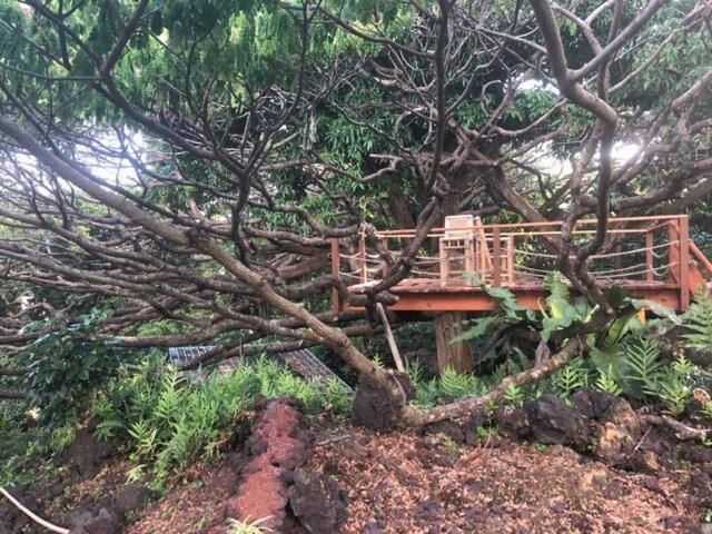Photo of Others in Puna Palisades